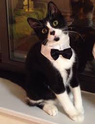 13 Reasons Why Black Cats Are Lucky Cats Cow Cat White Cats