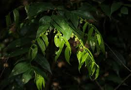 Image result for Drypetes arguta