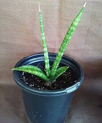 Image result for Sansevieria nilotica