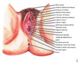 A public element is visible to all elements that can access the contents of the namespace that owns it. Female Pubic Anatomy Female Anatomy Genital Human Anatomy Diagram Advocatetanmoy Law Library