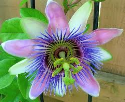 Pin On Flowers