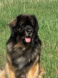 He's a sweet, smart, fun, and loving boy. Pups Yvain Leonbergers