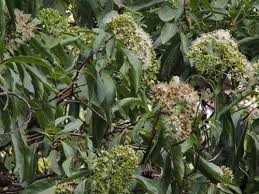 Image result for Crossopteryx