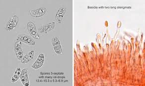 Image result for Dacryotrichia