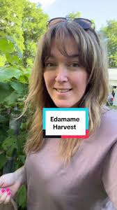 Edamame Harvest Tips for a Thriving Garden