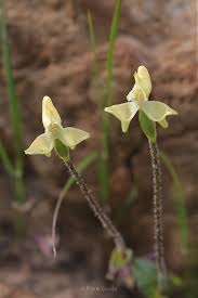 Image result for Disperis