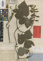 Image result for Rhynchosia luteola