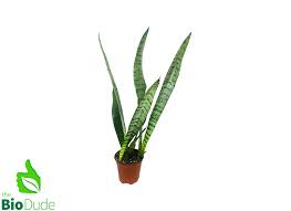 Image result for Sansevieria dooneri