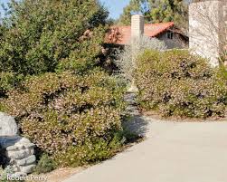 Image result for Manniophyton