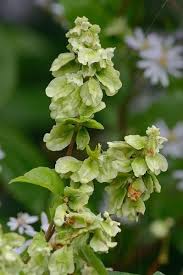 Image result for Fallopia