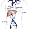 The valves incorporate two or three leaflets (cusps) around the atrioventricular orifices and the roots of great. 1