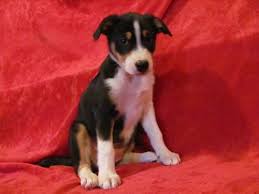 Absolutely adorable wsdwr registered border aussie (border collie x australian shepherd) pups for sale. Border Collie Australian Shepherd Mix Puppy Female Sold For Sale In Payette Idaho Classified Americanlisted Com