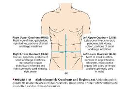 Organs Located In Each Abdominal Quadrant Great Info For Nursing Assessment Locations Nursing School Essential Medical Math Human Anatomy And Physiology
