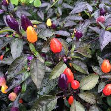 See more of bolivian rainbow pepper on facebook. Bolivian Rainbow Bunte Chili Sehr Dekorative Chilli Regenbogen