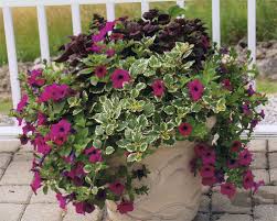 Maybe you would like to learn more about one of these? Fs1215 Outdoor Container Gardening With Flowering And Foliage Plants Rutgers Njaes