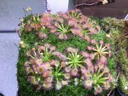 Image result for Drosera pilosa