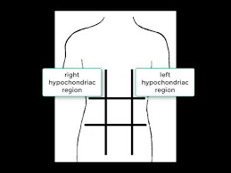 Look down at your tummy, and mentally divide the area from the bottom of your ribs down to your pubes into four quarters. Hypochondriac Abdominopelvic Region Youtube
