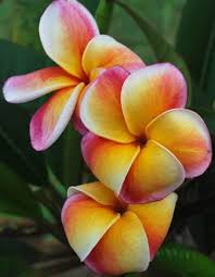 Plumerias Plant Care And Collection Of Varieties Garden Org Plumeria Plant Care Frangipani