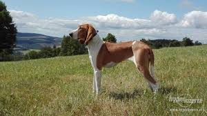 Image result for švycký honič