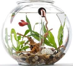 We did not find results for: Imperfect Noclean Aquariums Glass 2 Gallon Self Cleaning Fishbowl Fish Tank Ebay
