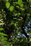 Image result for Vincetoxicum apiculatum