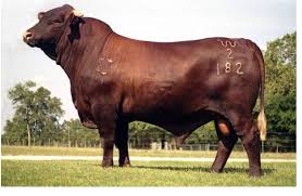 We did not find results for: Santa Gertrudis Breeders International Young Breeders Program Home Facebook