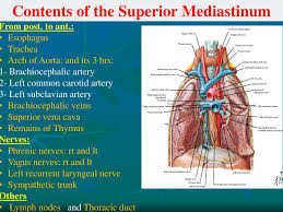Learn where the mediastinum is located, what organs make up the contents of this region, and what conditions affect this part of the body. Ppt Mediastinum Powerpoint Presentation Free Download Id 5617803