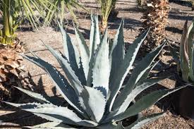 Image result for Agave