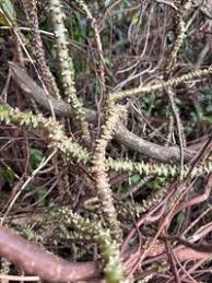 Image result for Tinospora fragosa