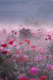 Look At The Birds Of The Air And The Flowers Of The Field Pin By Jiselakpop On Future Instagram Posts Flowers Photography Wild Flowers Plants