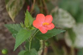 Image result for Hibiscus micranthus