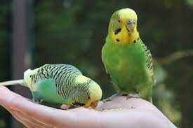More images for burung peliharaan di rumah » 3 Jenis Burung Peliharaan Yang Baik Untuk Anak Anak Halaman All Kompas Com