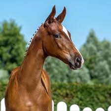 ʒeʁaʁ ɡzavje maʁsɛl dəpaʁdjø (listen); Fur Erfolg By Fonq Depardieu Horse24
