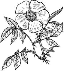 Sunt in total 27 de planse de colorat cu flori lacramioare. Desene De Colorat Cu Flori 2 Planse De Colorat Si Educative
