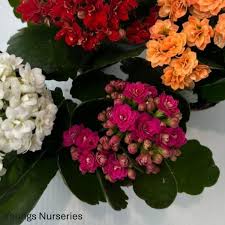 Image result for Kalanchoe rosalina