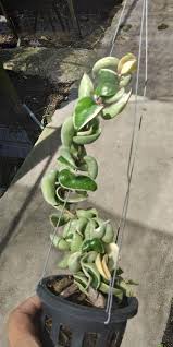 Hoya compacta panache, variegated rope hoya, variegated hindu rope. Hoya Compacta Variegated Garden Paradise Singapore Facebook