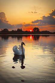 Andrea On Twitter Cow Photography Nature Photography Beautiful Birds