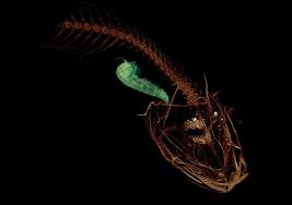 Der marianengraben, auch als marianenrinne bezeichnet, ist eine tiefseerinne im westlichen pazifischen ozean, in der mit einer marianengraben. Marianengraben Forscher Entdecken Neue Art Beim Tiefsten Fischzug Der Geschichte Geo