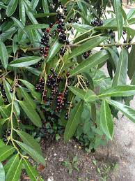 Check spelling or type a new query. What Kind Of Shrub Or Bush Is This Black Berries Elongated Leaves Gardening Landscaping Stack Exchange