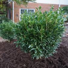 Buxus microphylla 'peergold' pp #16,052. Boxwood From Saunders Brothers Inc