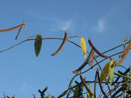 Image result for Teramnus labialis