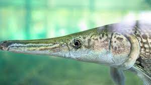 The arapaima, pirarucu, or paiche is any large species of bonytongue in the genus arapaima native to the amazon and essequibo basins of south america. 11 Largest Freshwater Fish In The World
