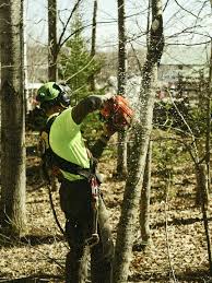 Big plans for the yard this summer? ☀️ - From hazardous tree removals to  storm cleanup, stump grinding and trimming, we're ready to help you tackle  the projects you've been putting off. -