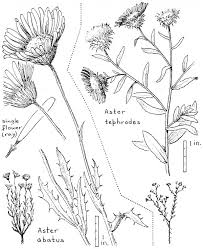 The desert can experience another notable wildflower bloom following sporadic summer rains, though the heat and more localized moisture mean you rarely find widespread color but rather random pockets of flowers. Flowers Of The Southwest Deserts By Natt N Dodge A Project Gutenberg Ebook