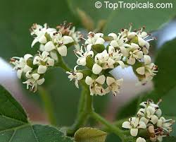 Image result for Cordia pilosissima