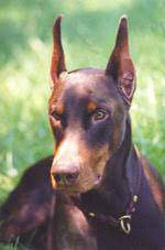 Dobermann rescue and rehome for dogs and puppies who can no longer be cared for by their current owners or those who have found themselves abandoned or strayed Doberman Rescue Of The Triad To Find Homes For Abandoned Abused And Neglected Doberman Pinschers