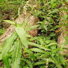 Image result for Persicaria strigosa