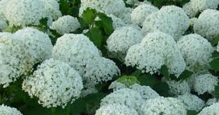 As its name suggests, these flowers have baby blue petals and a white center. The White Garden Glasshouse Works White Gardens White Flowers Names White Flowers