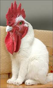 Hybrid Animals Made Using Photoshop Breeding Photoshopped Animals Animal Photo Manipulation Bizarre Animals