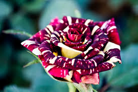 Looking for the best wallpapers? Unique Flower Wallpapers Group 84